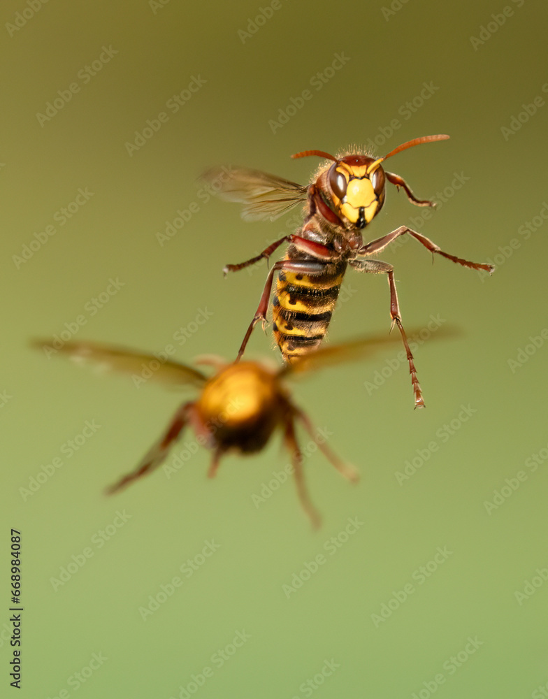 Hornissen (Vespa crabro) Hornissen (Vespa crabro)