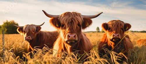 Scottish cows breeding in Poland photo