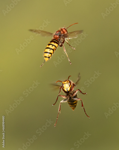 Hornissen (Vespa crabro) © Lothar Lenz