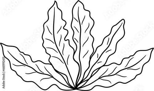 seaweed outline clipart