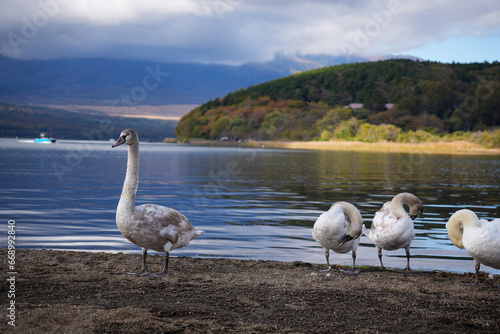 swan on yamanakako lake photo