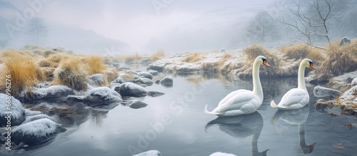 Mountain stream is a resting place for whooper swans