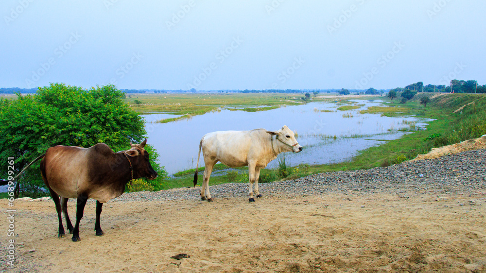 Portrait Cows on a green field in India. Portrait Cows on a green field in India.
