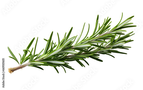 Stunning Rosemary twig Isolated on Transparent Background PNG.