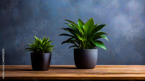 business concept, Empty wooden table, plant with pot, copy space