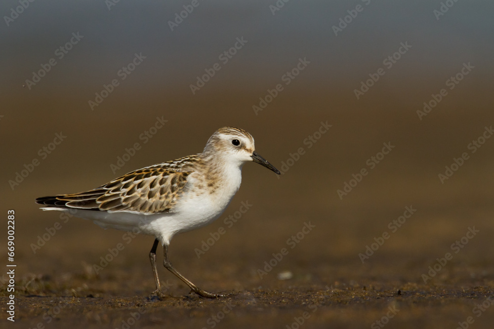 Bird Calidris minuta Little Stint small migratory bird, Poland Europe Bird Calidris minuta Little Stint small migratory bird, Poland Europe
