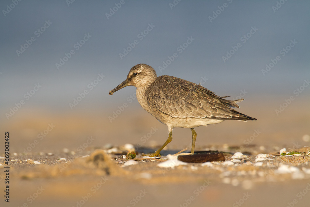 Shorebird - Calidris canutus, Red Knot on the Baltic Sea shore, migratory bird Poland Europe Shorebird - Calidris canutus, Red Knot on the Baltic Sea shore, migratory bird Poland Europe