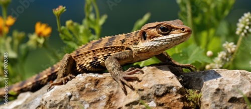 Summer garden wall hosting sunbathing lizard