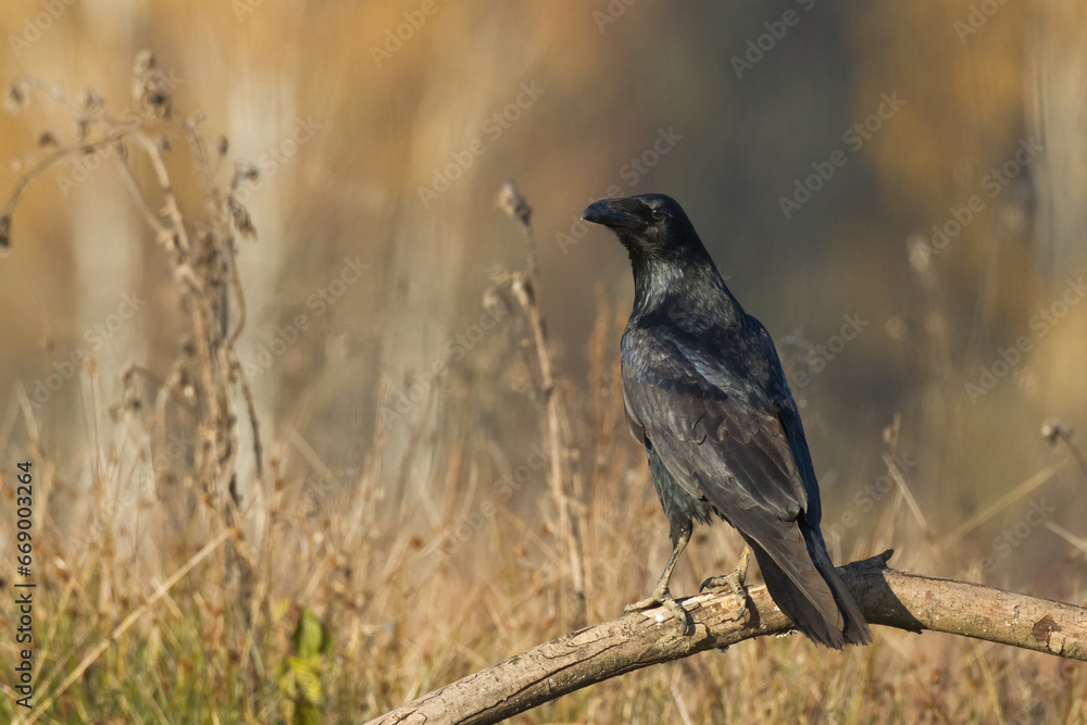 Obraz premium Bird beautiful raven Corvus corax North Poland Europe
