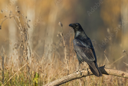 Bird beautiful raven Corvus corax North Poland Europe