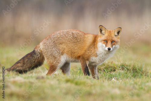 Mammals - Red Fox Vulpes vulpes in natural habitat, Poland Europe, animal walking among meadow in amazing warm light