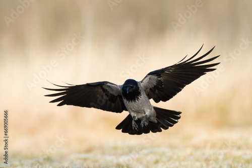 flying Bird - Hooded crow Corvus cornix in amazing warm background Poland Europe