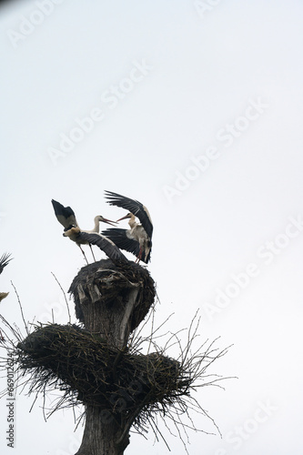 Photography Old stork's nest, fight for the nest between storks, storks are migratory birds