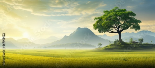 Sunny scene with corn tree rice field and mountain © AkuAku