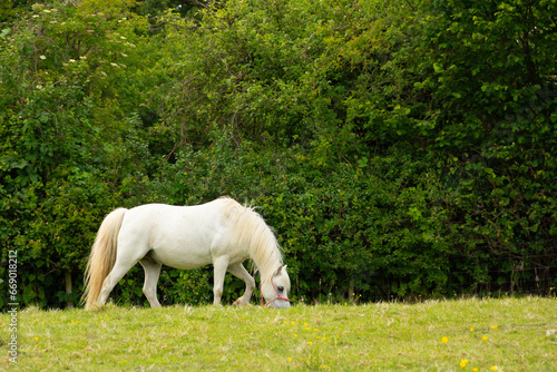 Beautiful white pony grazes happily in field in rural Shropshire on a sunny day, a magical looking animal only needing a horn to be a unicorn.
