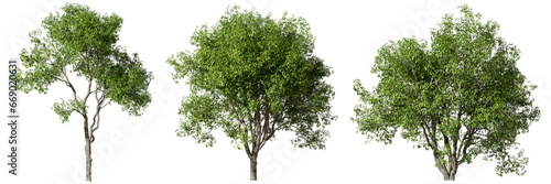 Bio environmental trees set isolated on transparent backgrounds 3d render png