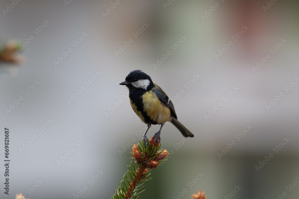 Naklejka premium Little bird