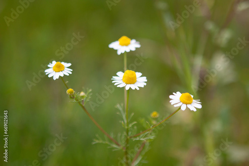 Daisies in a meadow