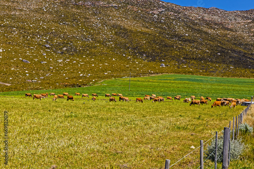 Cattle grazing in a green field in the remote Langkloof Valley in the Langeberg mountains, Little Karoo, Western Cape, South Africa photo