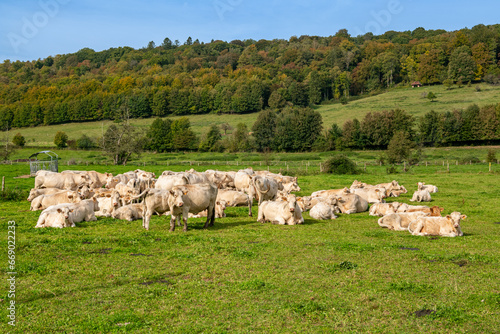 Fotografie Troupeau de vaches de race charolaises dans une prairie