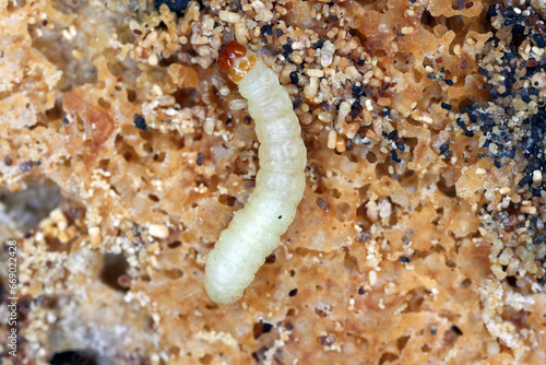 Caterpillar of Indian mealmoth or Indianmeal moth (latin name Plodia interpunctella) of Pyralidae family. Common pest of stored products, food products in homes.
