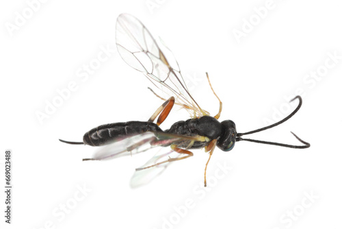 Wasp, insect parasitoid, adult insect isolated on white background. © Tomasz