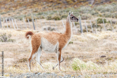 Nice view of the beautiful  wild Guanaco on Patagonian soil.