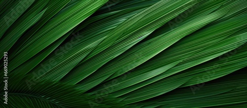Interwoven palm leaf texture