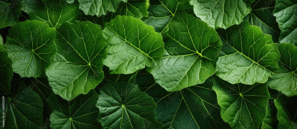 Closeup of textured green leaf background Closeup of textured green leaf background
