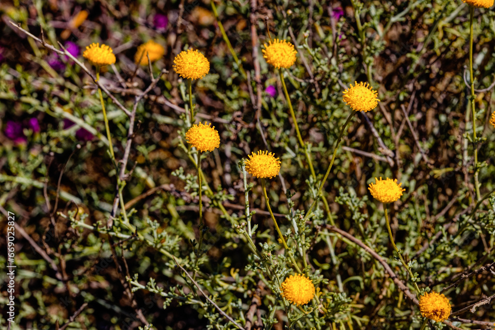 Perennial Bitterbos shrub with yellow flower heads and no florets used to treat gout growing in the Little Karoo in the Western Cape, South Africa Perennial Bitterbos shrub with yellow flower heads and no florets used to treat gout growing in the Little Karoo in the Western Cape, South Africa