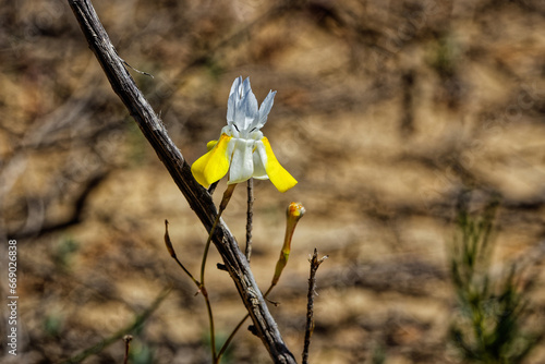 Small yellow and white Morea gawleri from the iris family that flowers on the lower slopes of mountains in the Little Karoo photo