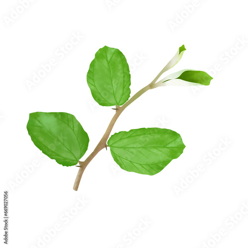 Illustration of bidara tree leaves