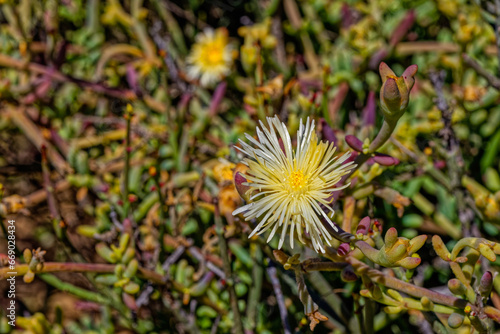 Succulent yellow and white flowering Kanna plant with medicinal properties in the Little Karoo near the Langeberg mountains in the Western Cape, South Africa