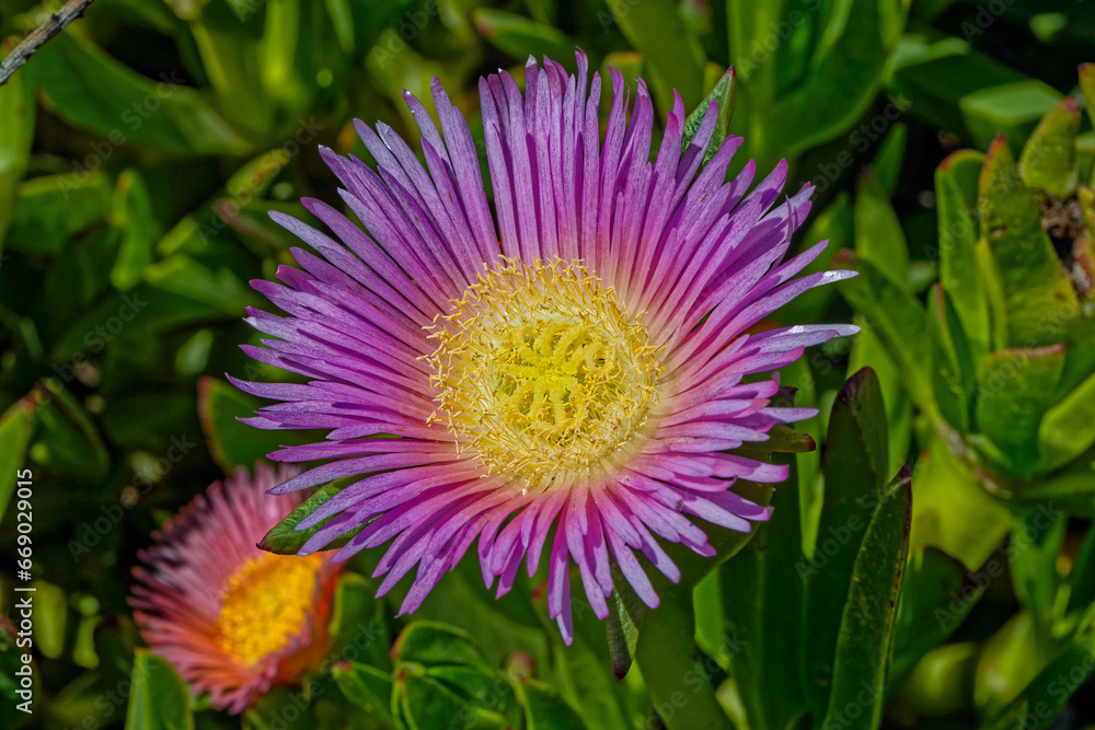 Close-up of brilliant purple and red ice plant flower with multiple stamen in early summer in the Little Karoo, Western Cape, South Africa Close-up of brilliant purple and red ice plant flower with multiple stamen in early summer in the Little Karoo, Western Cape, South Africa
