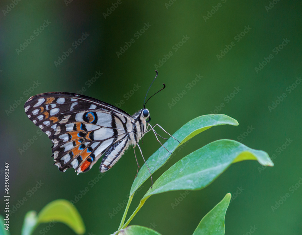 Obraz premium Butterfly sitting on green plant leaf.