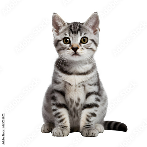 Cute silver tabby cat, sitting kitten isolated on transparent background Generative AI © Adnan