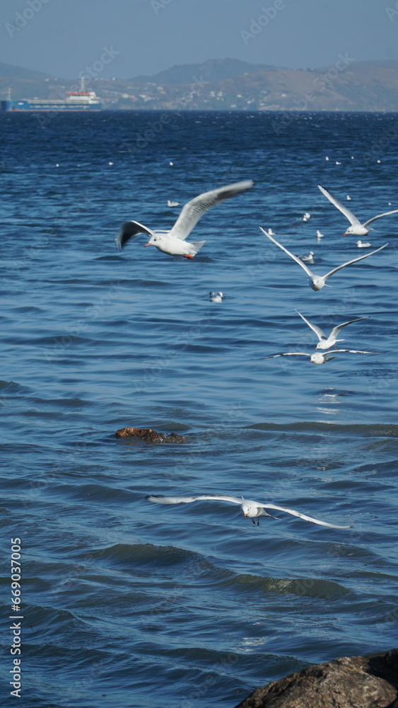 Fototapeta premium Seagulls fly over the beach