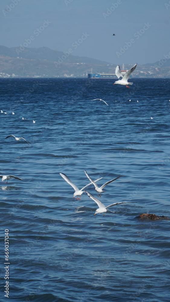 Naklejka premium Seagulls fly over the beach