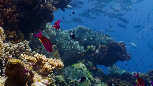 Medium shot of Lyretail Anthias, Sea Goldies, swimming amongst colourful coral on the Great Barrier Reef photo