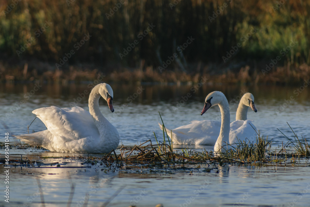 Fototapeta premium swans on the lake