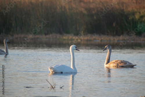 swans on the lake