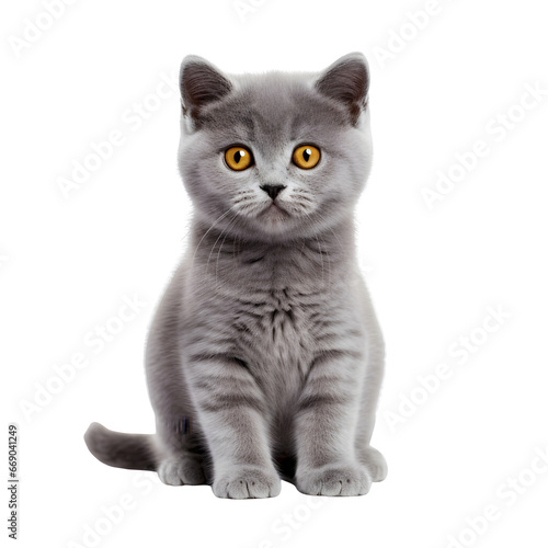 Cute british shorthair kitten, sitting cat isolated on transparent background Generative AI