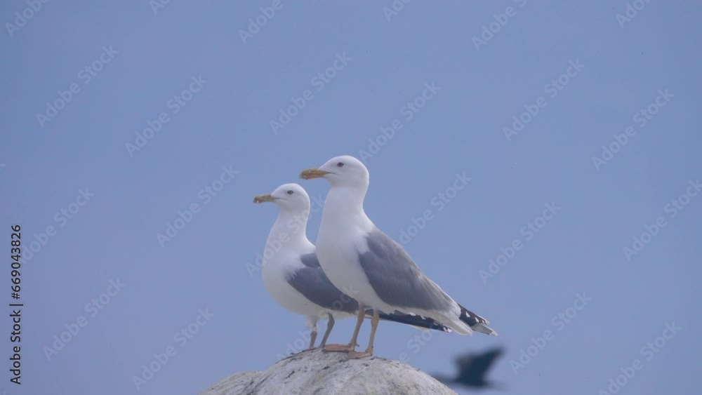 A nest pair of Scandinavian herring gull (Larus argentatus omissus, yellow legs) on their nesting site, the male is closer. Eastern freshwater part of the Gulf of Finland, the Baltic Sea A nest pair of Scandinavian herring gull (Larus argentatus omissus, yellow legs) on their nesting site, the male is closer. Eastern freshwater part of the Gulf of Finland, the Baltic Sea