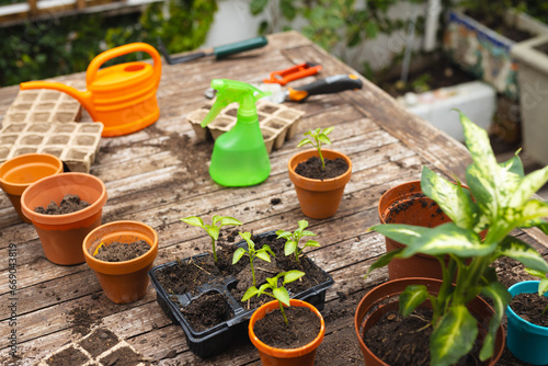 Seedling trays, plants, plants pots, water can and spray on table in garden photo