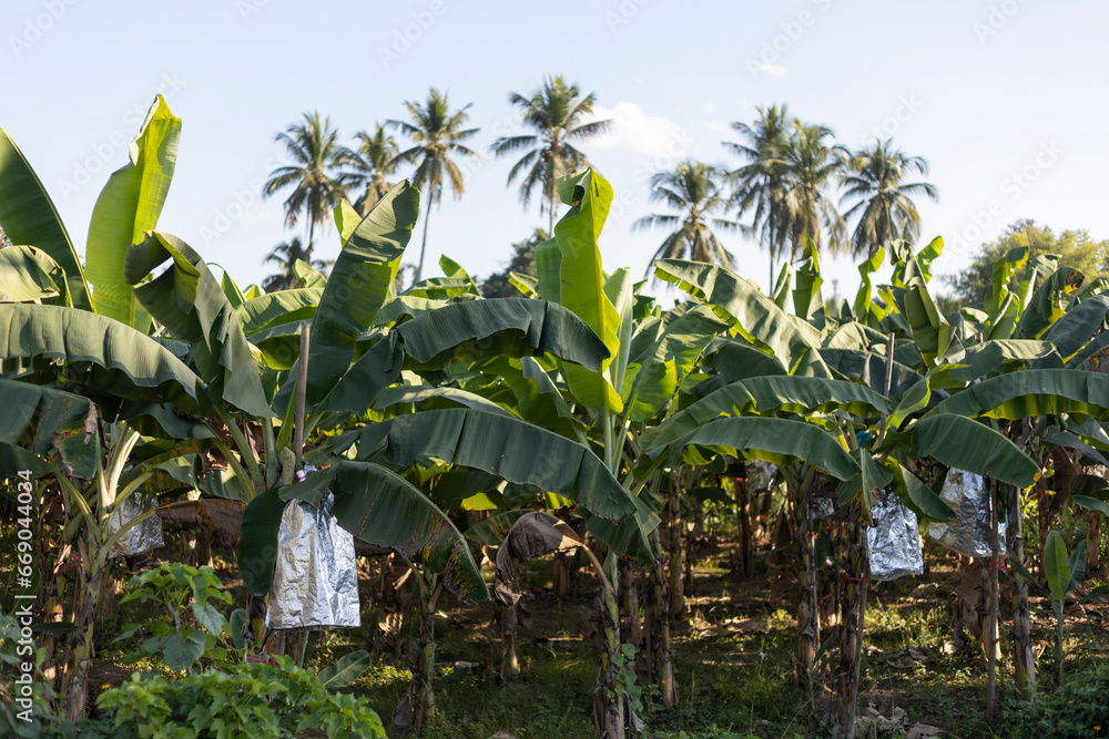 many banana trees, and wrapped bananas to protect against birds and sunlight to keep the banana skin beautiful. orchards in Thailand many banana trees, and wrapped bananas to protect against birds and sunlight to keep the banana skin beautiful. orchards in Thailand