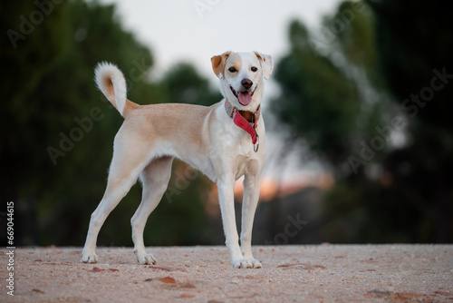 Adult happy mixed-breed dog, standing in a park at sunset