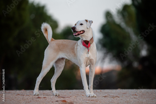 Adult happy mixed-breed dog, standing in a park at sunset