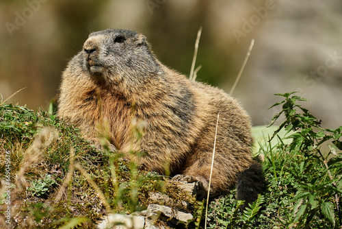 Dickes Murmeltier geniesst die wärmende Herbstsonne auf einem Felsblock