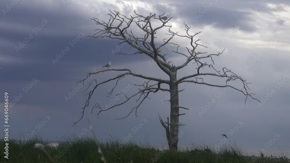 A beautiful sea pine with sloping branches died and an elegant backbone remained. Herring gulls are sitting on the branches. Seabirds fly. Baltic marinorama, place of rest and reflection A beautiful sea pine with sloping branches died and an elegant backbone remained. Herring gulls are sitting on the branches. Seabirds fly. Baltic marinorama, place of rest and reflection