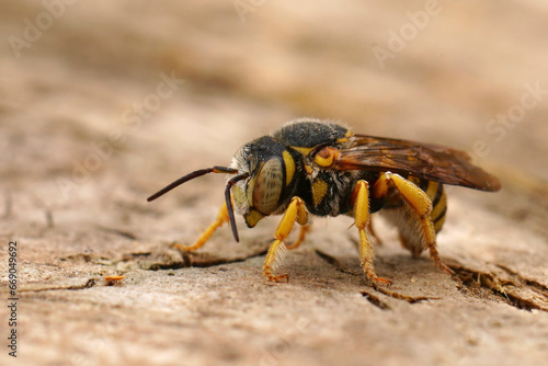 Closeup on the small Mediterranean Grohmanns Yellow-Resin Bee, Icteranthidium grohmanni